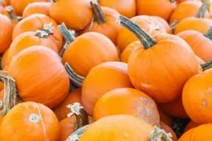 Pumkin Patch