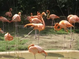 dancing-flamingo