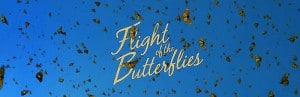 main_flight_butterflies