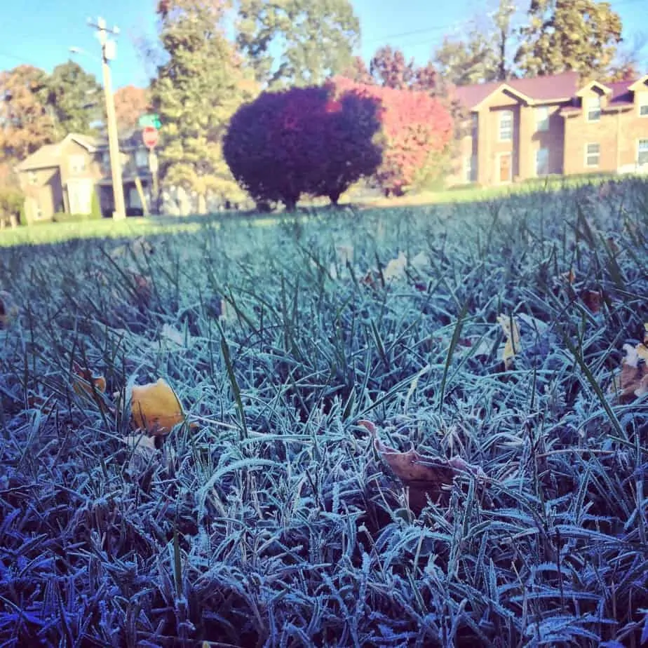 frost on grass fall
