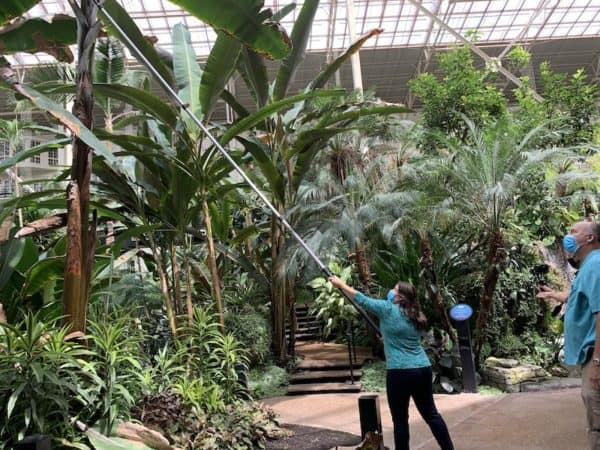 Sami Cone cutting down palm branch at Gaylord Opryland Resort Garden Conservatory with Brooks O'Brien
