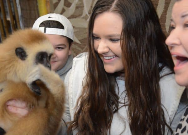 Preservation Station Gibbon Kariss Smile